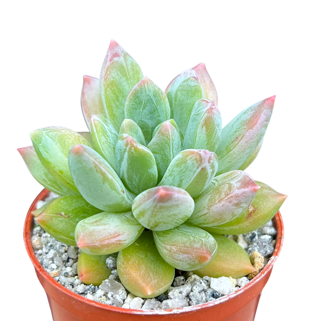 x Pachyveria 'Zooney'