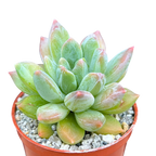 x Pachyveria 'Zooney'