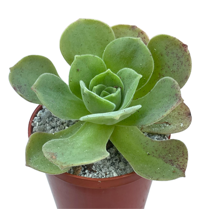 Aeonium longithyrsum