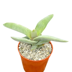 Crassula falcata | Airplane Plant