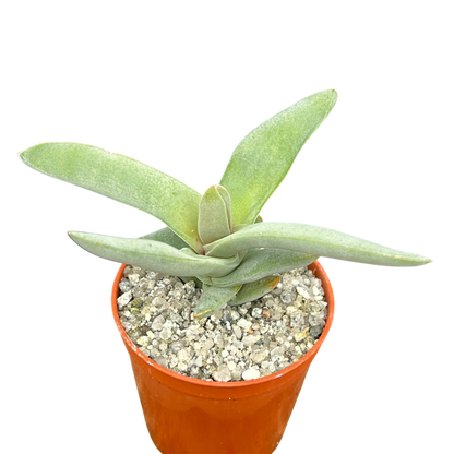 Crassula falcata (Airplane Plant)