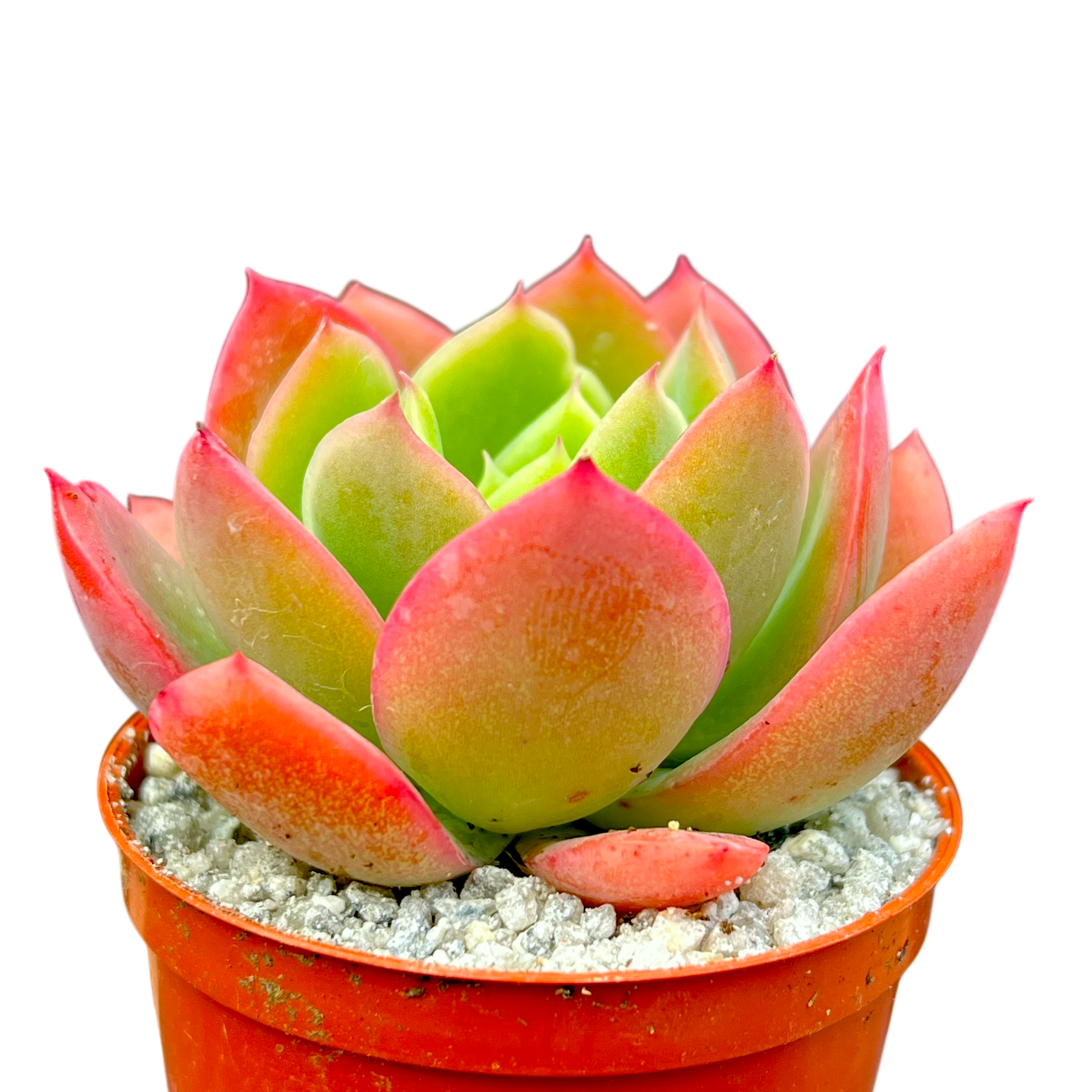 Echeveria 'Luella'