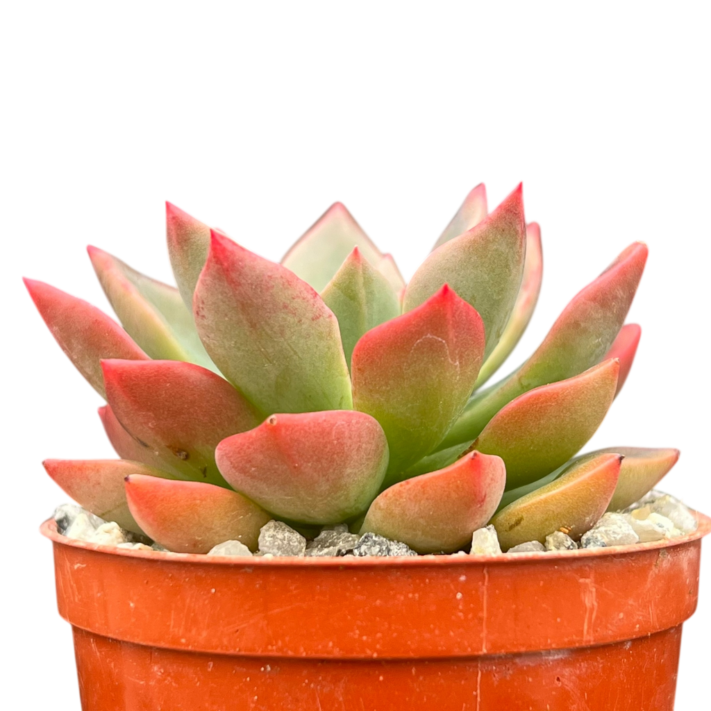 Echeveria 'Meteor'
