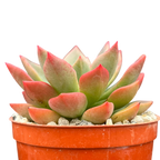 Echeveria 'Meteor'