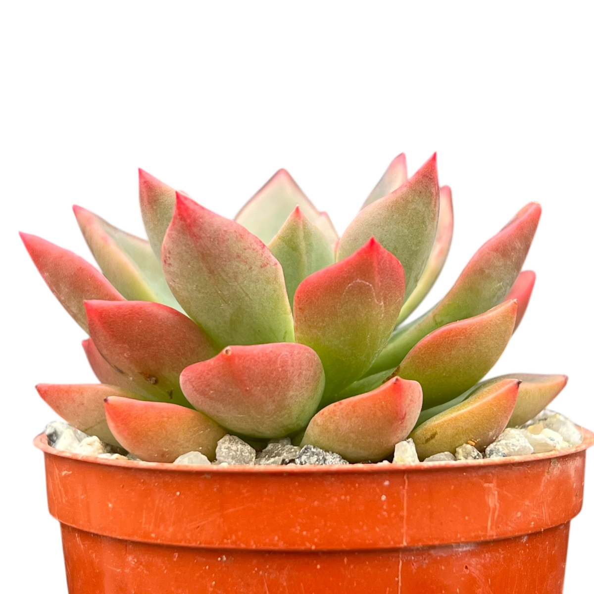 Echeveria 'Meteor'