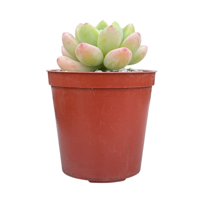 Sedum clavatum