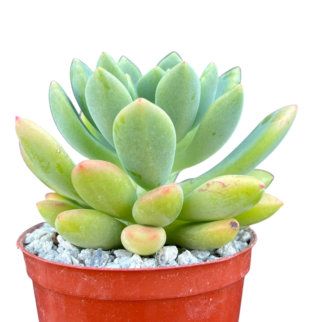 Echeveria vanvlietii