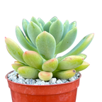 Echeveria vanvlietii