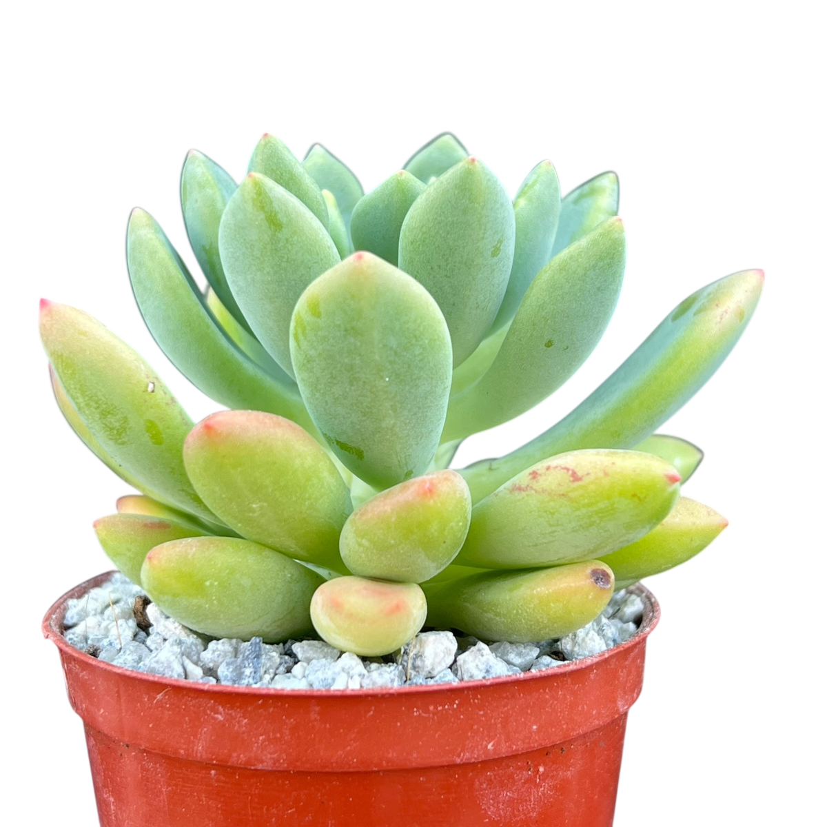 Echeveria vanvlietii