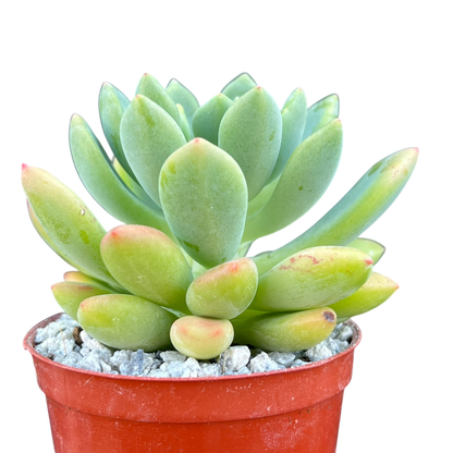 Echeveria vanvlietii