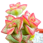 Crassula rupestris var. monticola