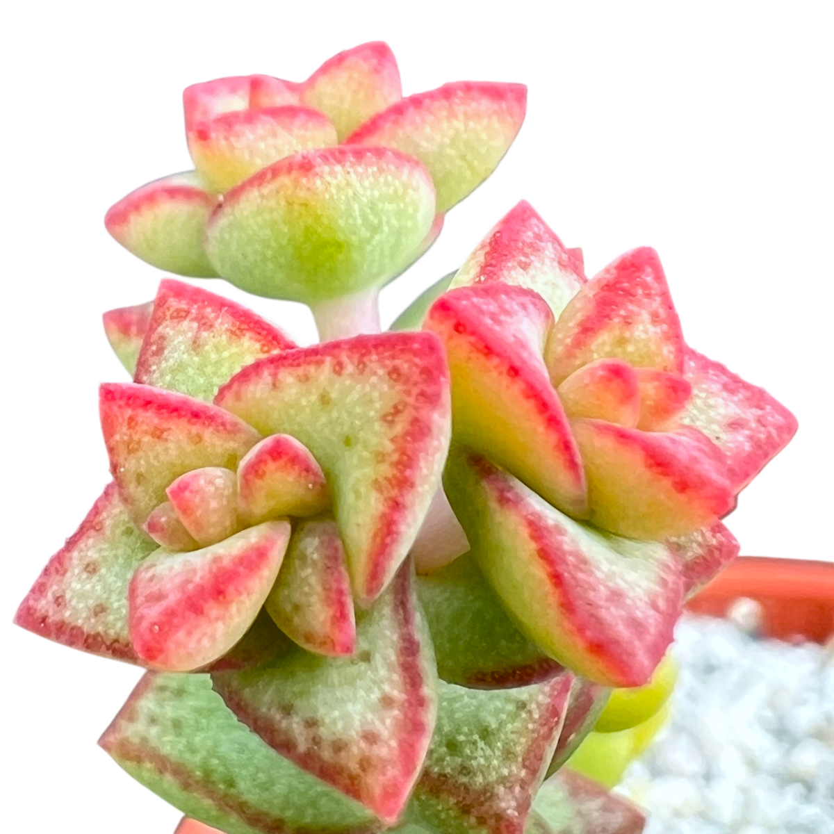 Crassula rupestris var. monticola