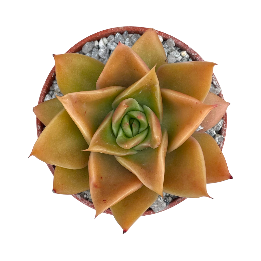 Echeveria 'Mexicano'