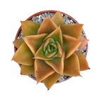 Echeveria 'Mexicano'