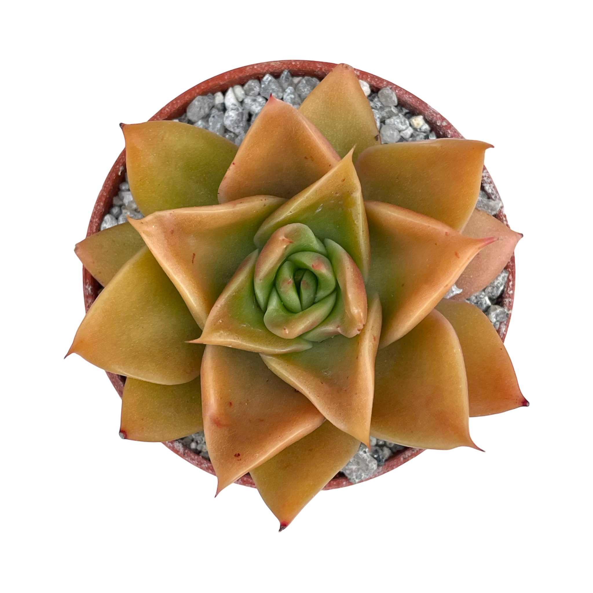 Echeveria 'Mexicano'