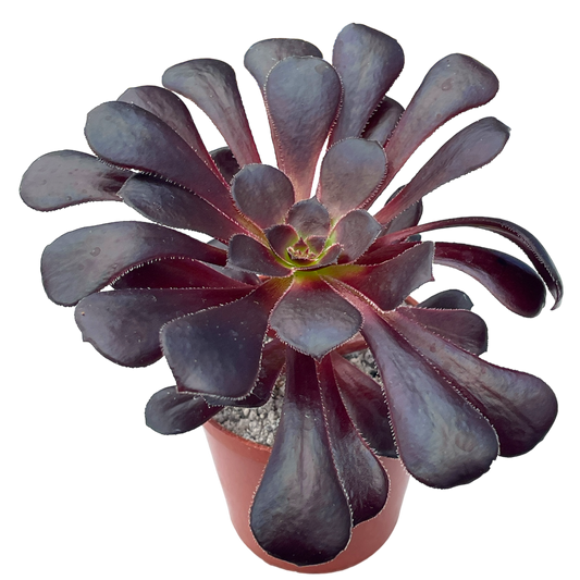 Aeonium 'Schwarzkopf'