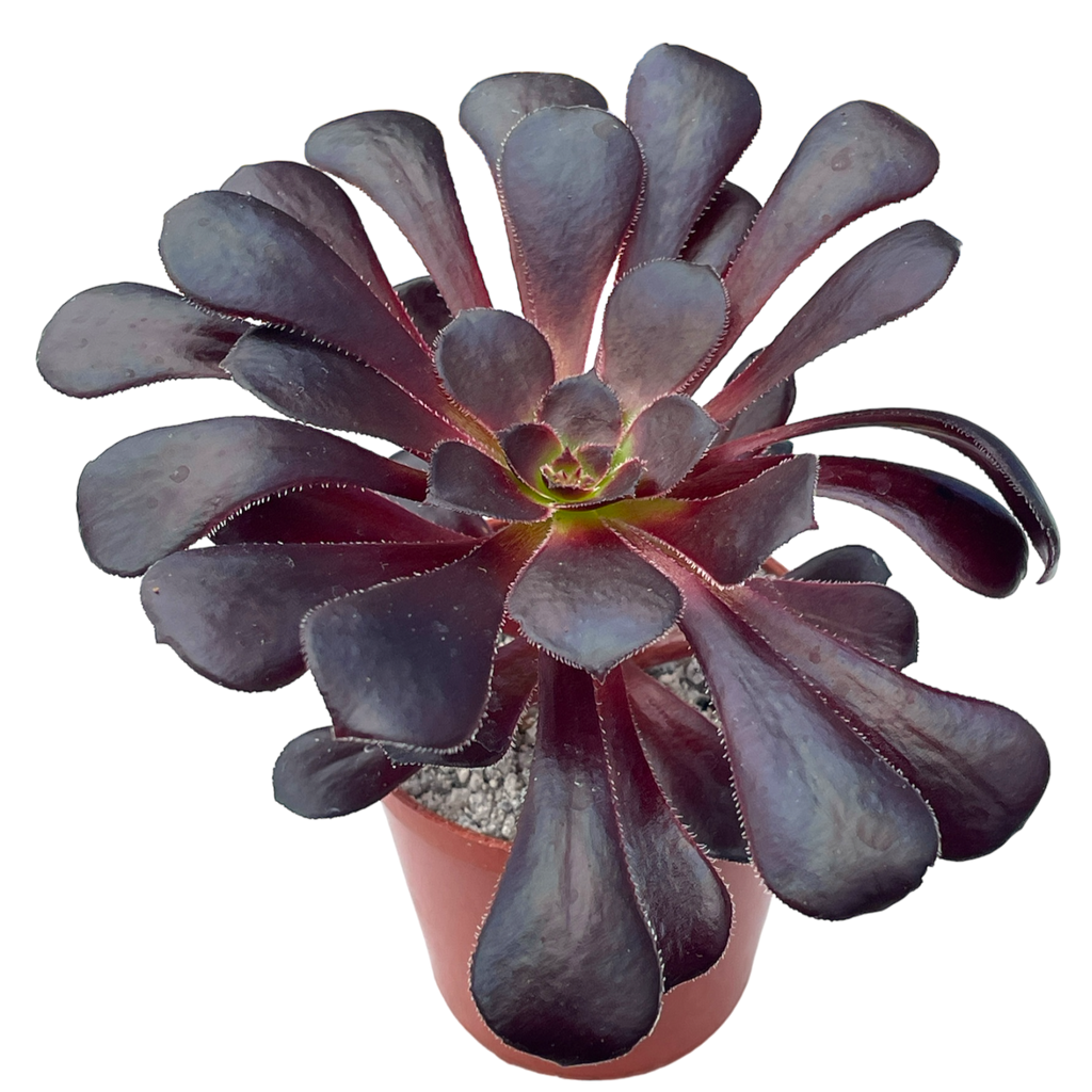 Aeonium 'Schwarzkopf'
