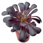 Aeonium 'Schwarzkopf'