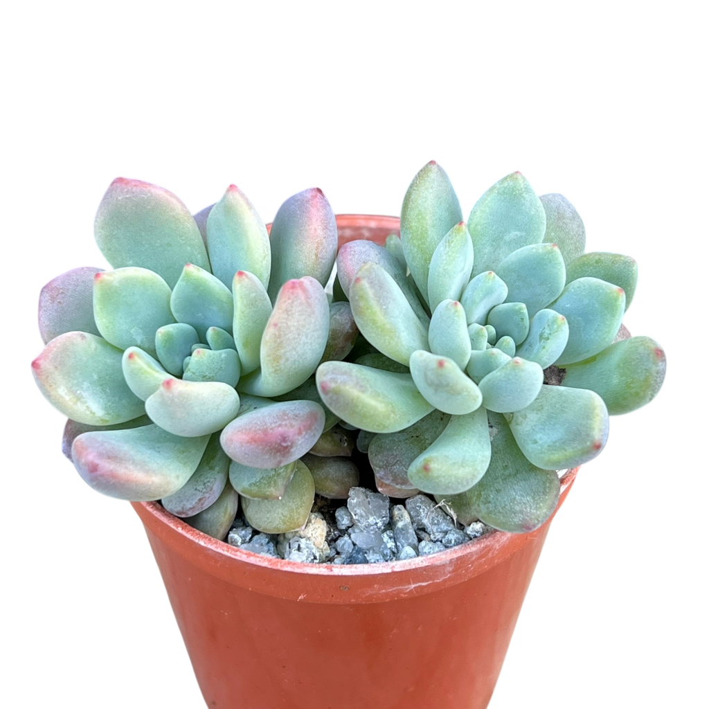 x Graptoveria 'Blush Mint'
