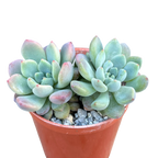 x Graptoveria 'Blush Mint'