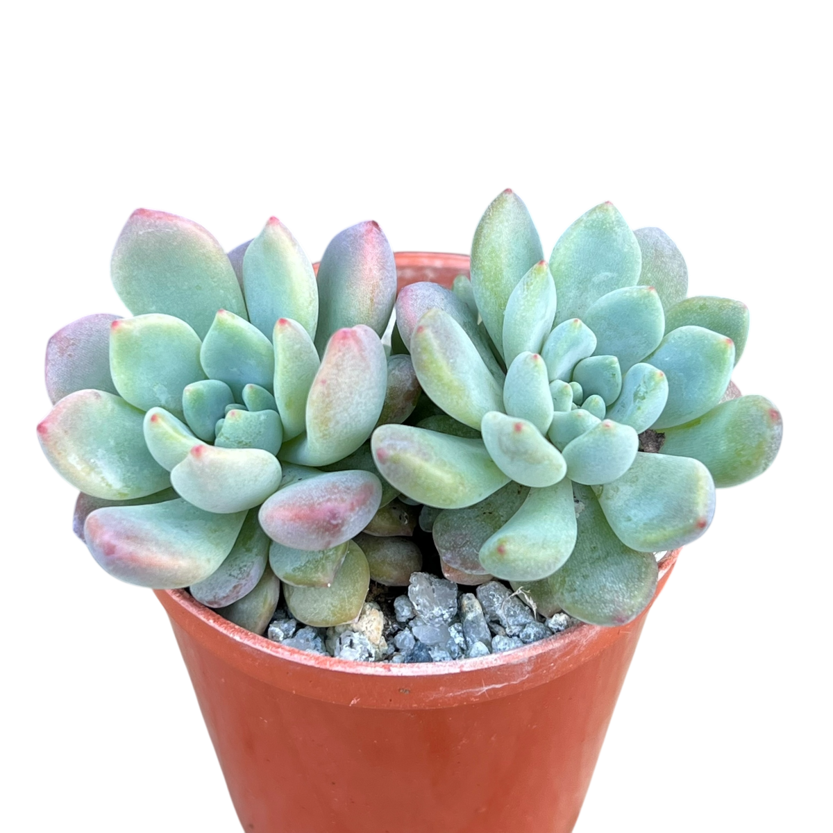 x Graptoveria 'Blush Mint'