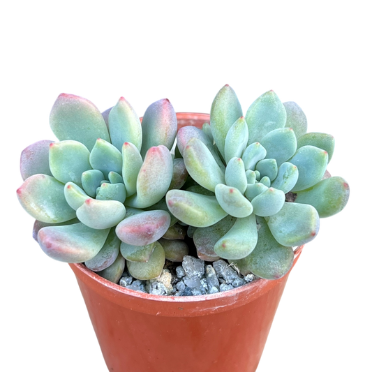 x Graptoveria 'Blush Mint'