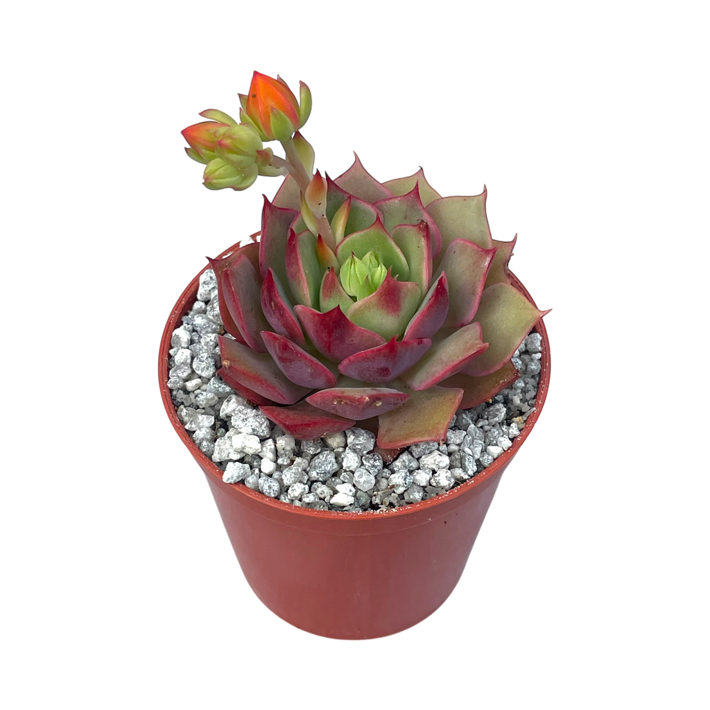 Echeveria 'Ramillette'