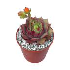 Echeveria 'Ramillette'