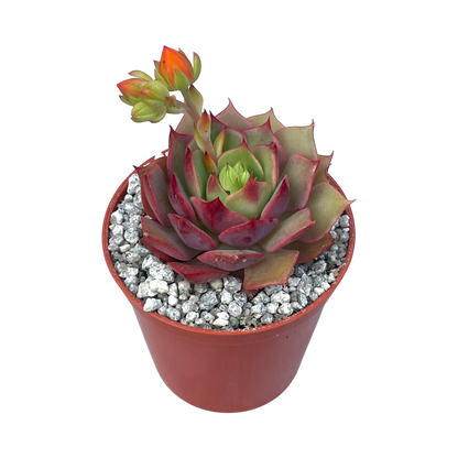 Echeveria 'Ramillette'