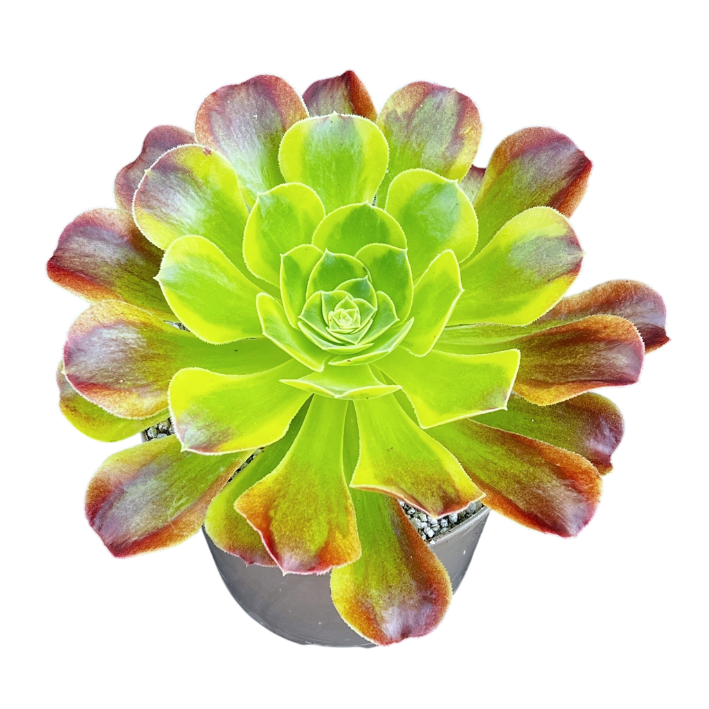 Aeonium 'Green Lemon'