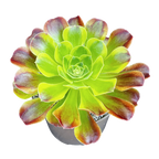 Aeonium 'Green Lemon'