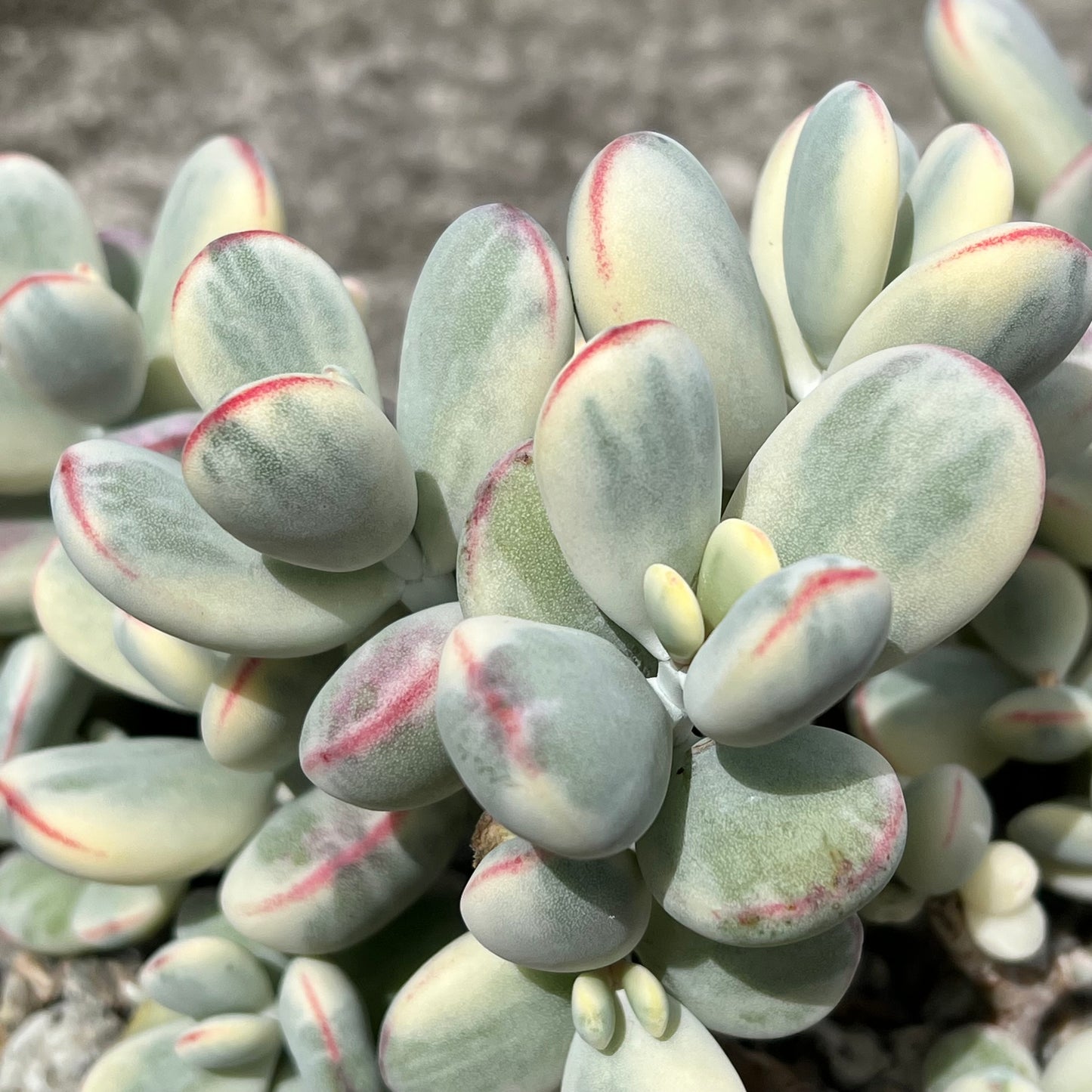 Cotyledon orbiculata 'Unicorn Poop'