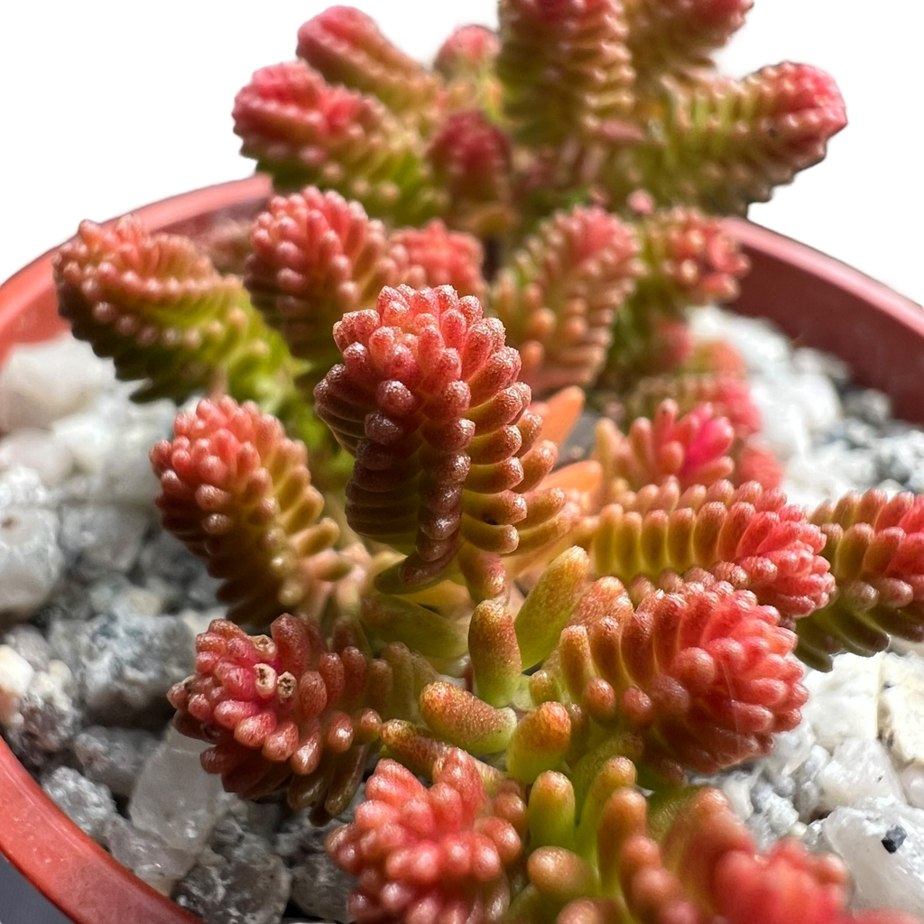 Sedum sexangulare