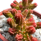 Sedum sexangulare