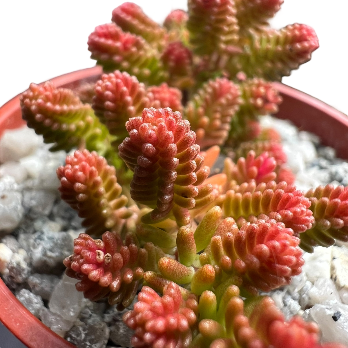 Sedum sexangulare