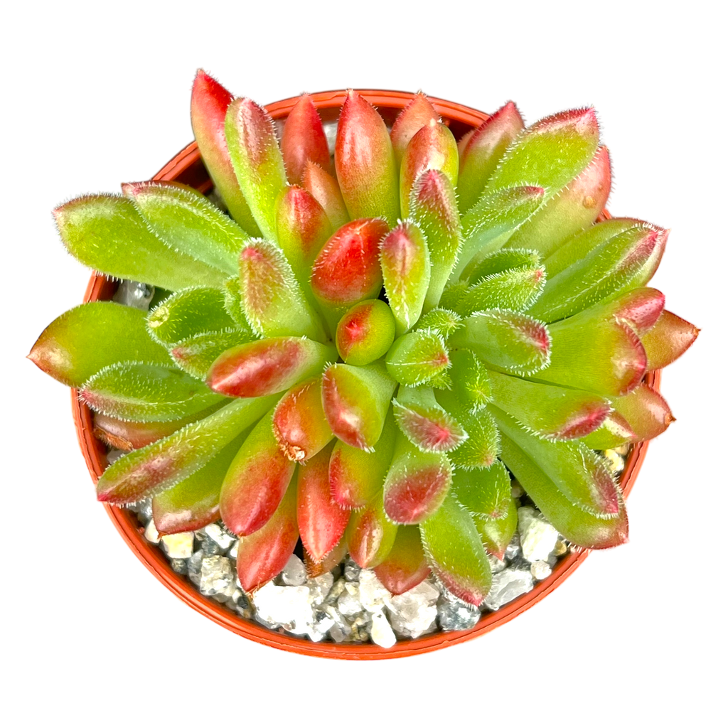 Echeveria 'Frida Kahlo'