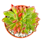 Echeveria 'Frida Kahlo'