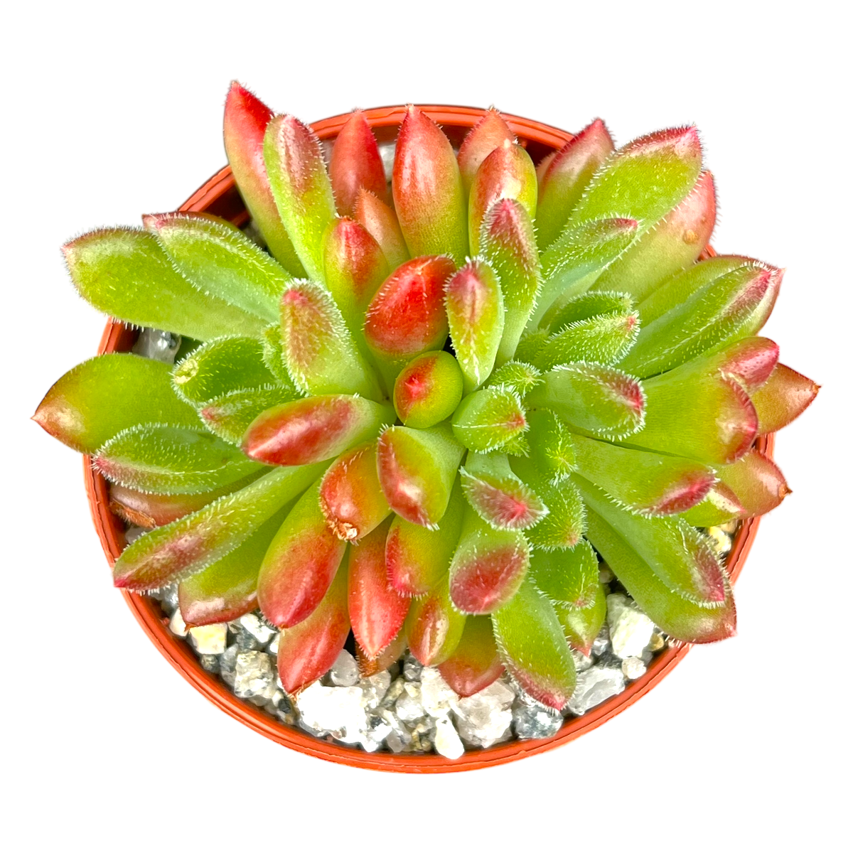 Echeveria 'Frida Kahlo'