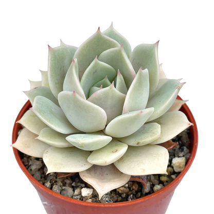 Echeveria 'Fleur Blanc'