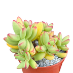 Crassula nudicaulis var. herrei