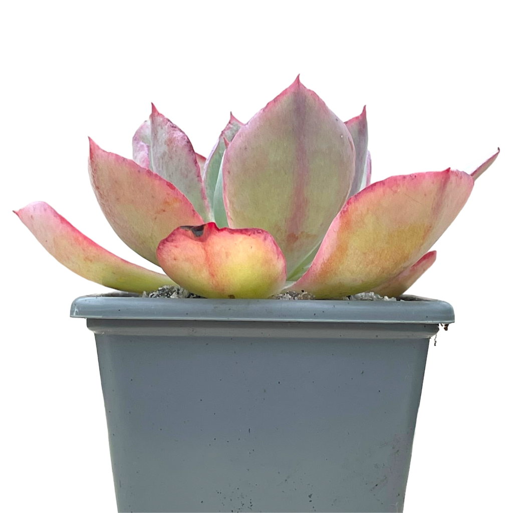 Echeveria lozano