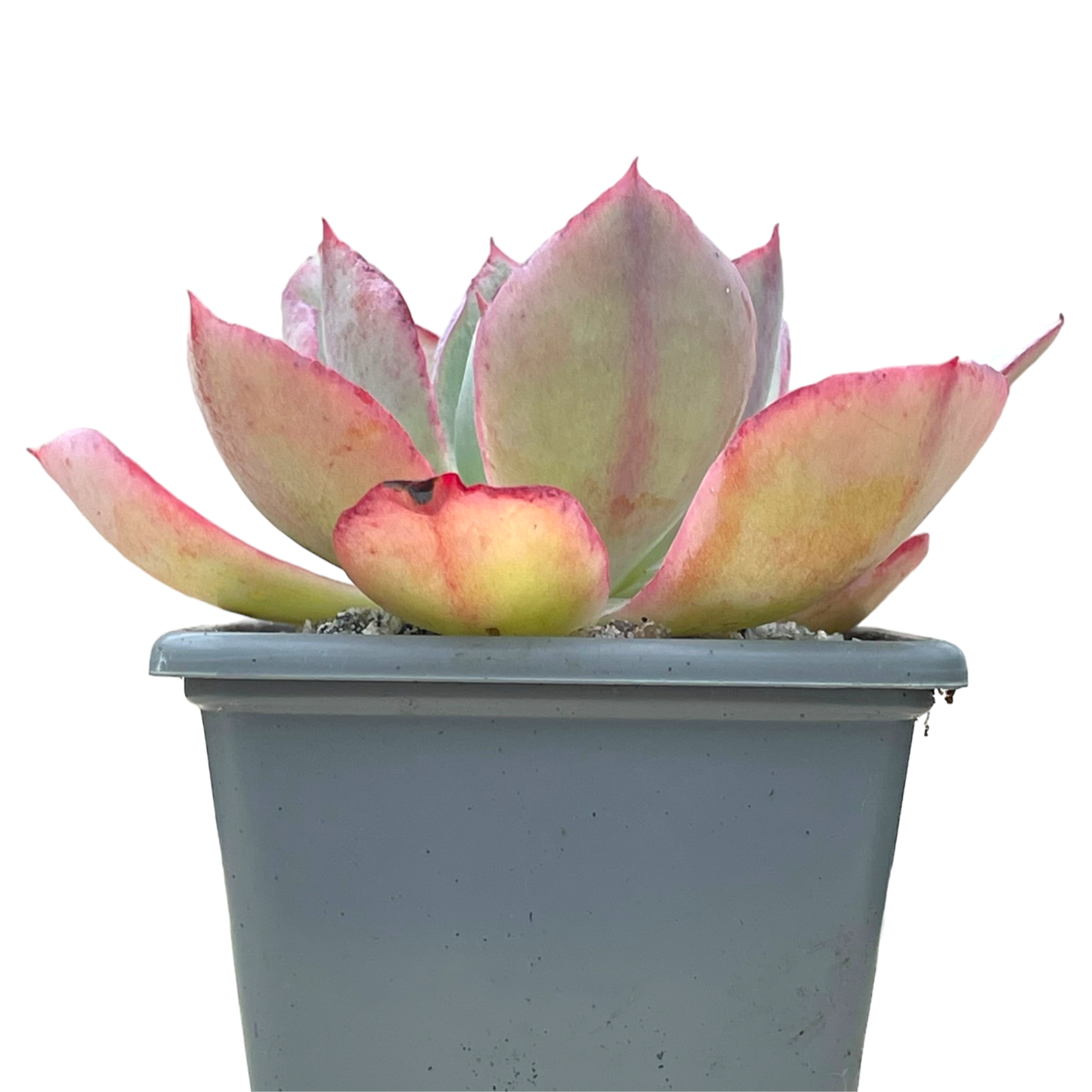 Echeveria lozano