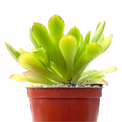 Aeonium 'Cupcake'