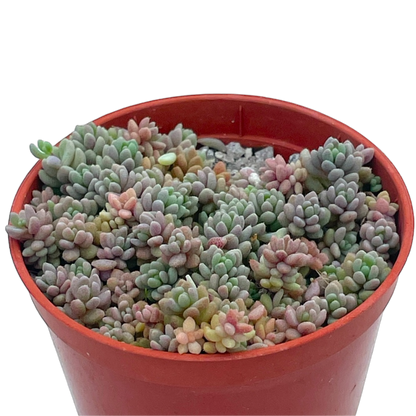 Sedum dasyphyllum minor