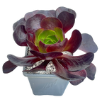 x Semponium 'Destiny'