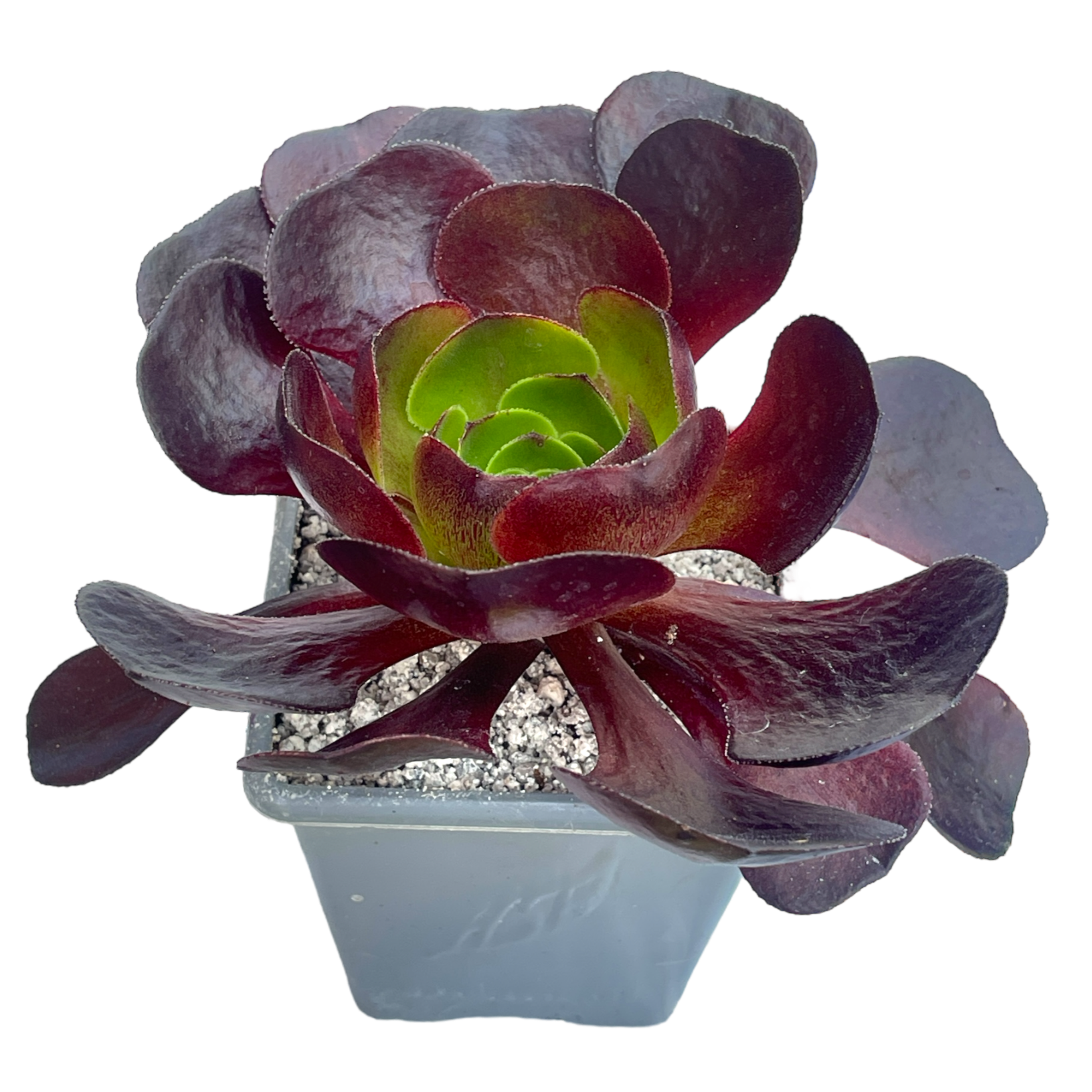 x Semponium 'Destiny'