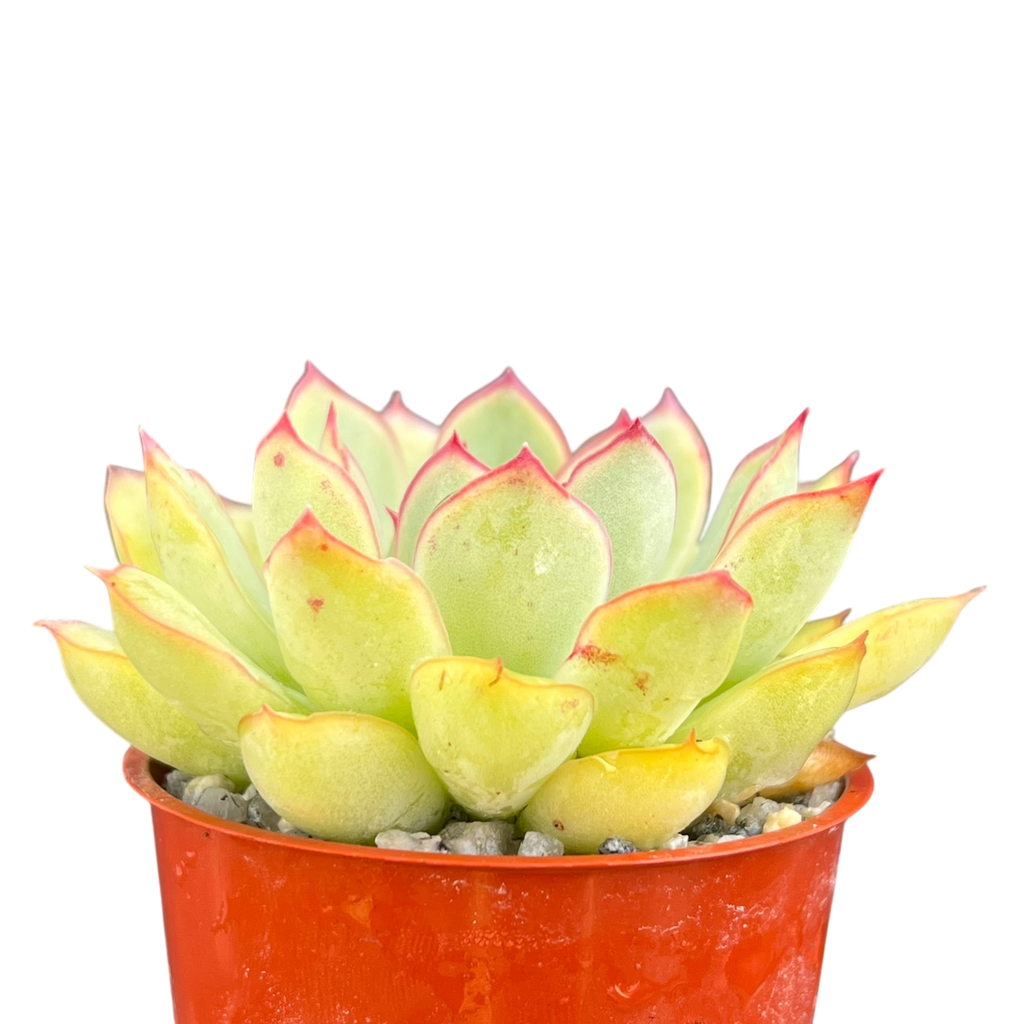 Echeveria pelusida