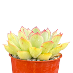 Echeveria pelusida