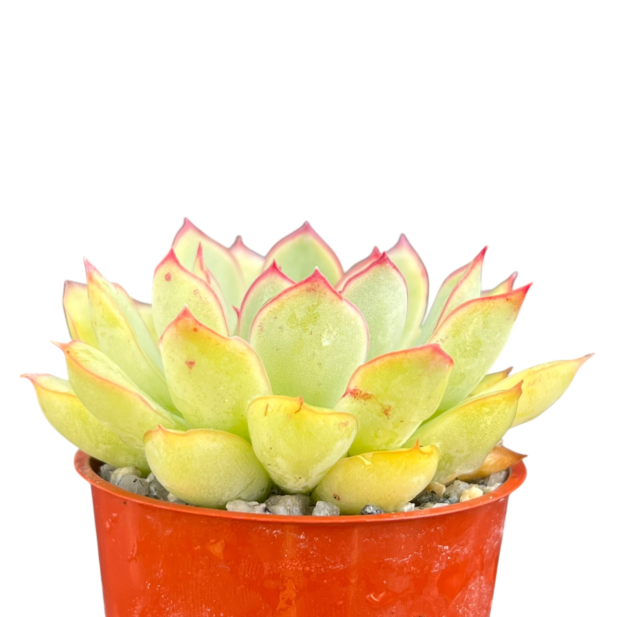 Echeveria pelusida