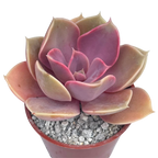 Echeveria 'Duchess of Nuremberg'